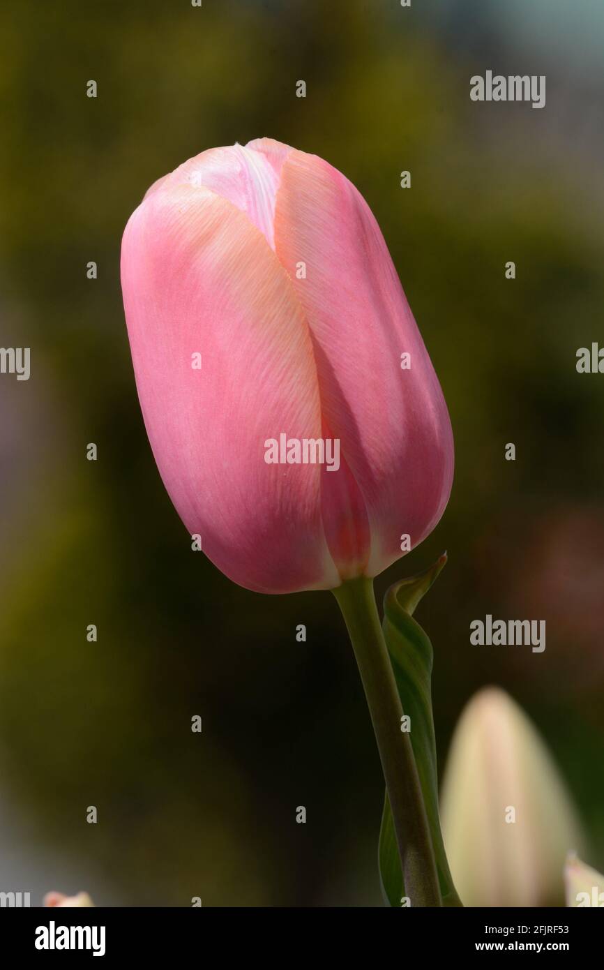 Tulipa salmone rosa singolo primo fiore tulipano rosa primo piano Foto Stock