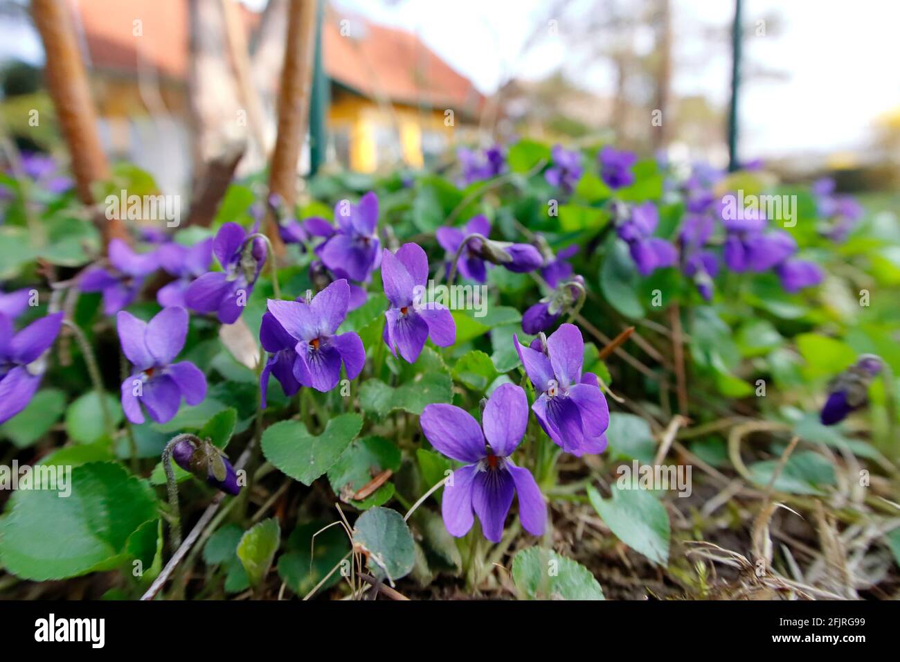 Alcune violette in giardino in primavera Foto Stock