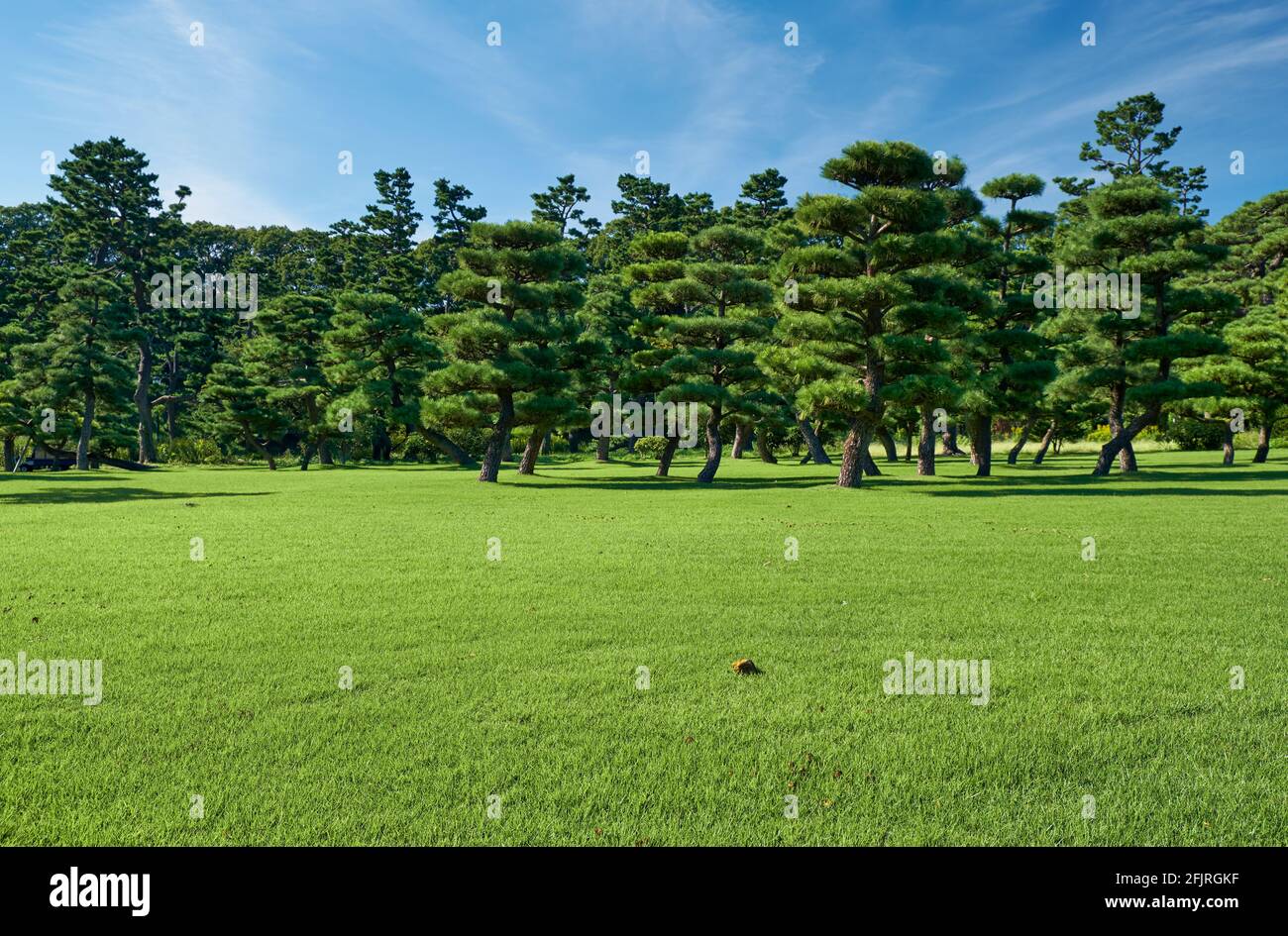 La vista dei pini neri giapponesi (Pinus Thunbergii) piantati sul prato verde luminoso del Giardino Nazionale di Kokyo Gaien. Tokyo. Giappone Foto Stock