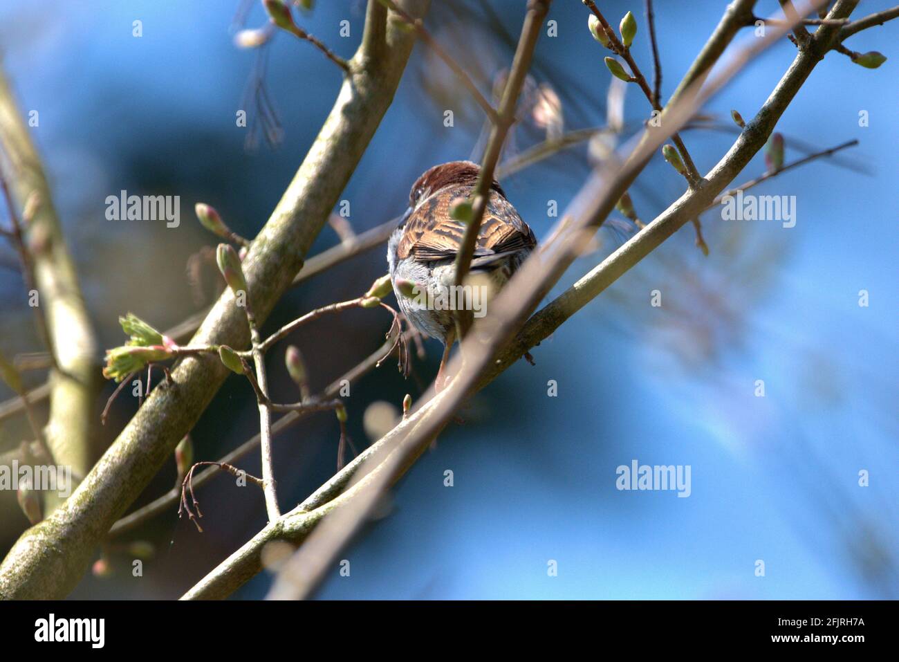 Piccolo uccello siede su un ramo in una foresta dentro Altenrhein Svizzera 20.4.2021 Foto Stock