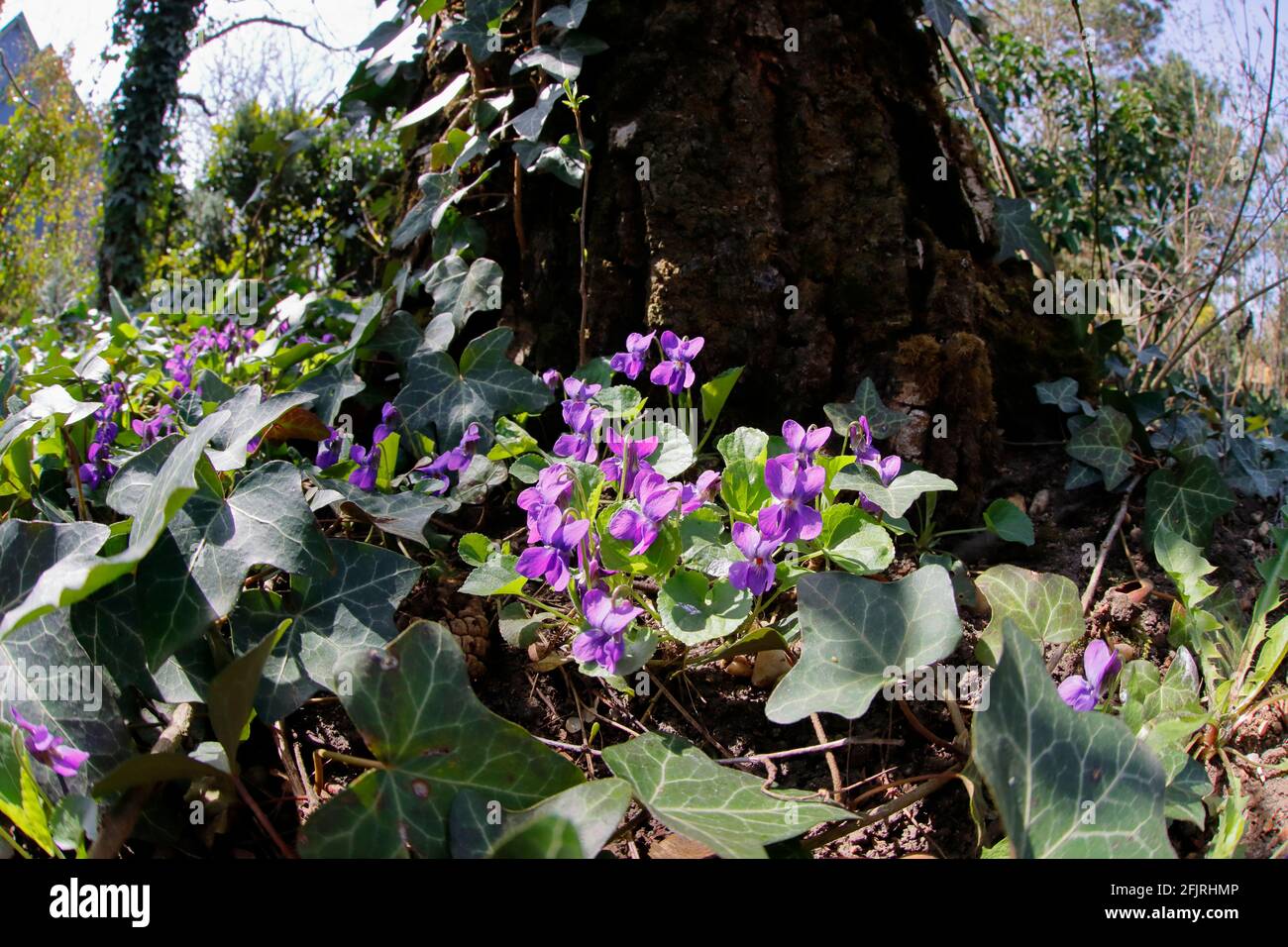 Alcune violette in giardino in primavera Foto Stock