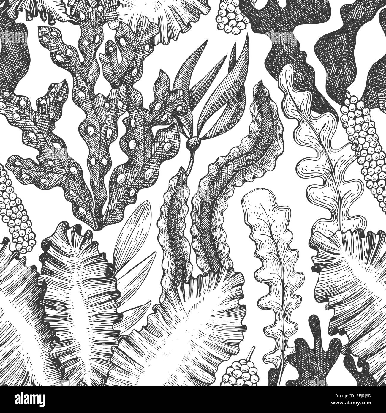 Modello senza cuciture alle alghe. Illustrazione delle alghe vettoriali disegnate a mano. Striscione di pesce in stile inciso. Retrò mare piante sfondo Illustrazione Vettoriale