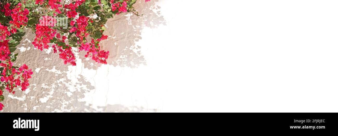 Bougainvillea rosa su una parete bianca con copyspace, primavera mediterranea e sfondo panoramico estivo Foto Stock