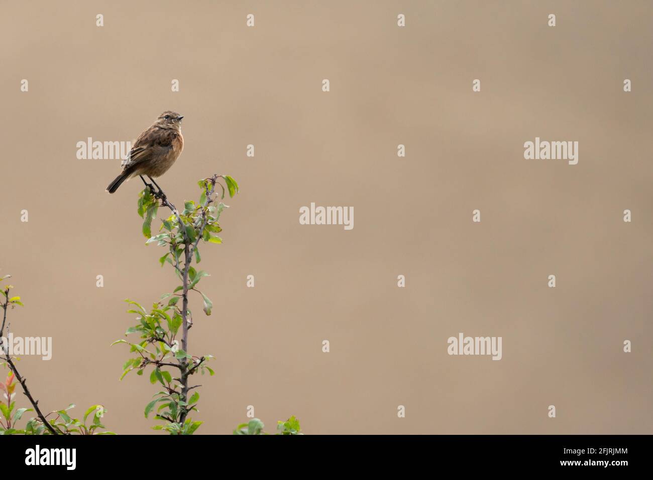 Mouting femmina Stonechat Foto Stock