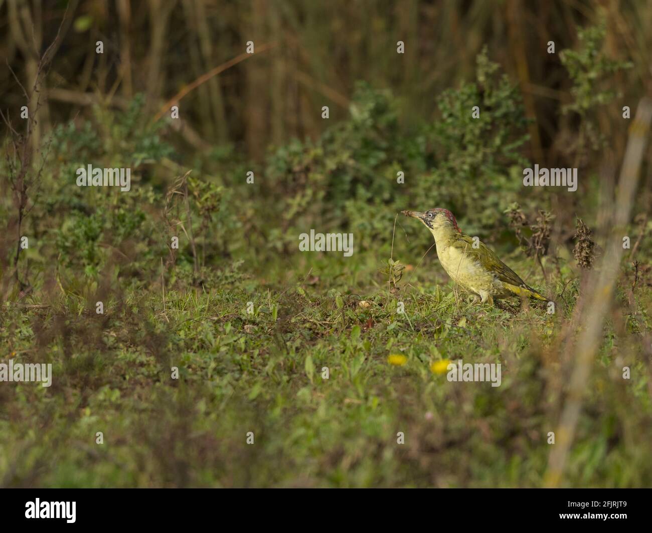 Picchio verde scavando nel fango Foto Stock