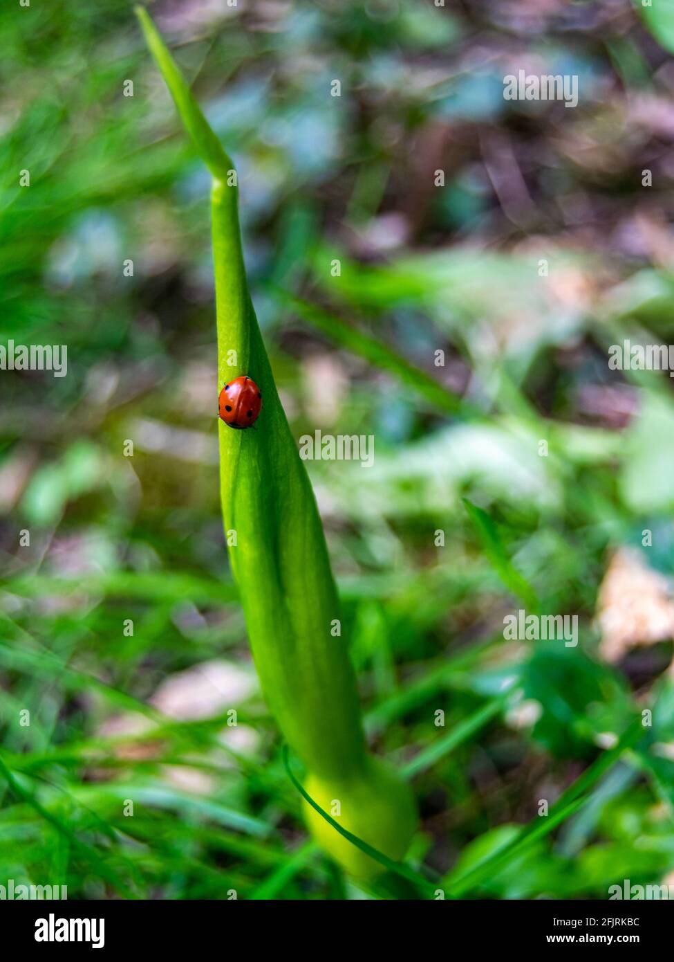 Sette punto ladybird su pianta di fiore arrotolata, coccinella septempunctata ladybug nativo europeo minacciato specie in natura, punteggiata da un modello di Foto Stock