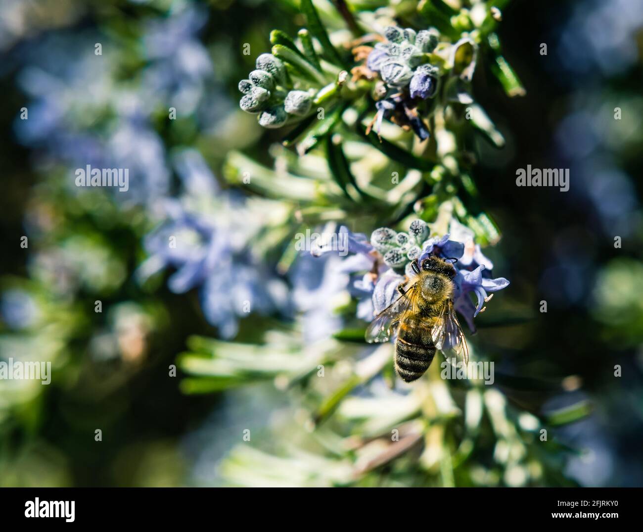Una ape che raccoglie il miele su un Rosemary o Rosmarinus Pont Du Raz. Foto Stock