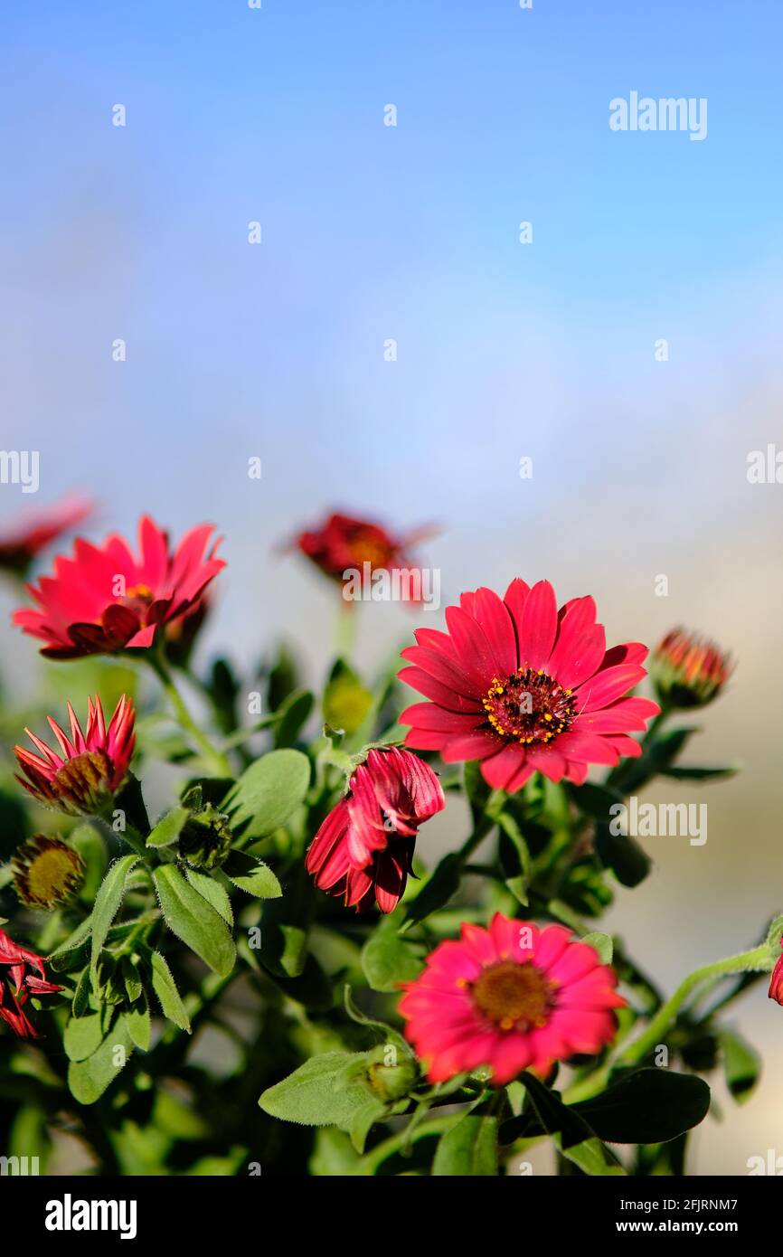 Primo piano di bellissimi fiori rossi di primavera con un blu cielo sullo sfondo Foto Stock