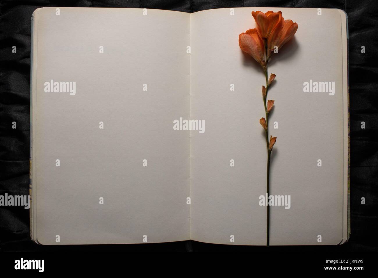 Vista dall'alto del libro aperto con il fiore arancione freesia poggiato su pagine vuote vuote su uno sfondo nero testurizzato. Spazio vuoto per il testo Foto Stock