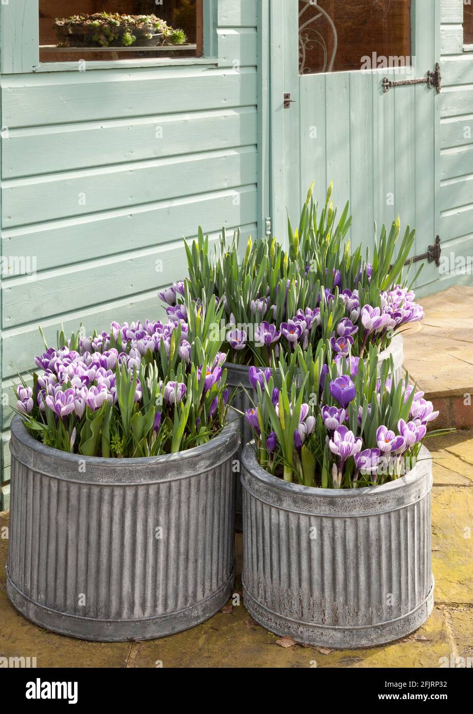 Tre contenitori zincati con bulbo lasagna Crocus narcisi e tulipani Foto Stock