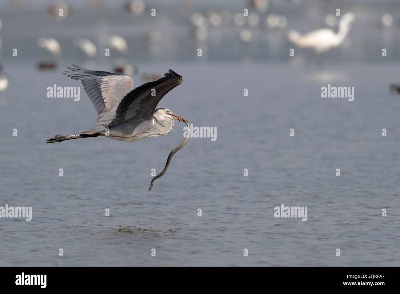 Grey Heron (Ardea cinerea), in volo con preda di serpente, fanghflat marea, mai po Riserva Naturale, nuovi territori, Hong Kong 11 aprile 2021 Foto Stock