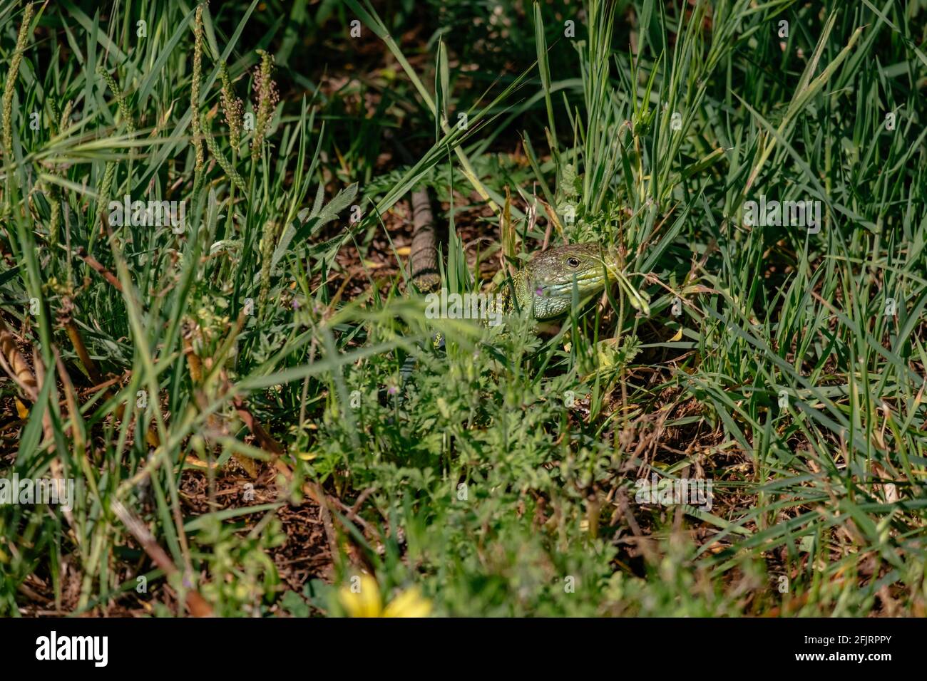 Green Lizzard Peaking in a Grass Field - Porto, Portogallo Foto Stock