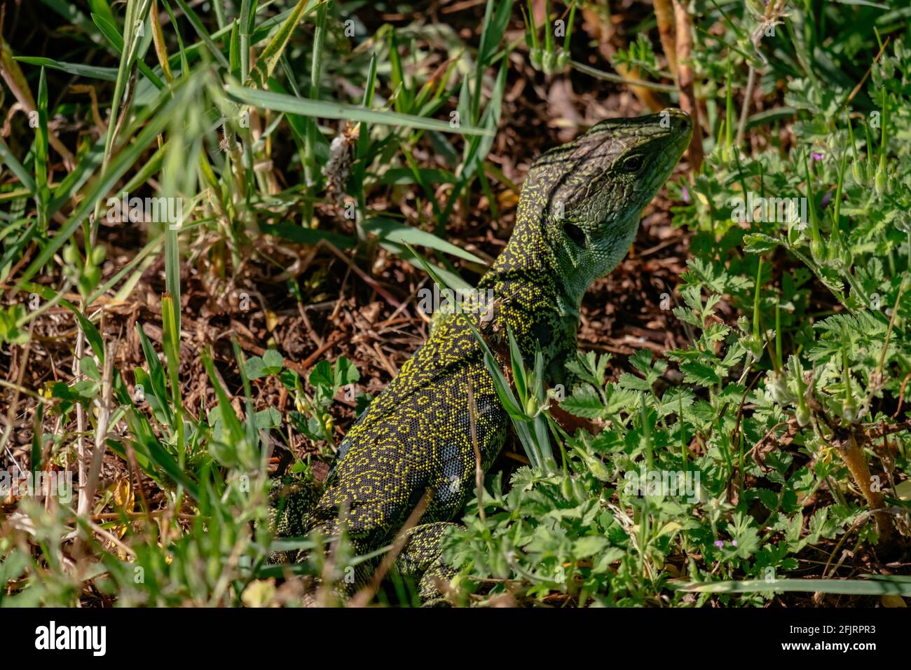 Green Lizzard Peaking in a Grass Field - Porto, Portogallo Foto Stock