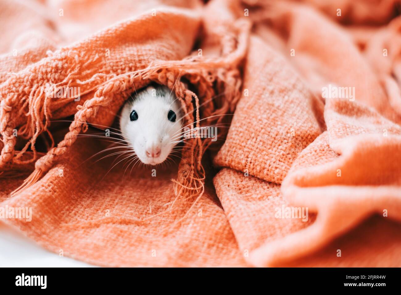 Bianco divertente casa decorativa ratto sniffs la zona e peeking fuori di un mink in una coperta. Foto Stock