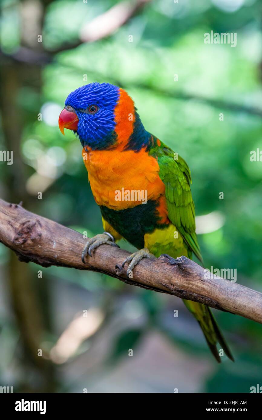 Il corikeet rosso-colato (Trichoglossus ruritorquis) è una specie di pappagallo che si trova in habitat boscosi Australia settentrionale Foto Stock