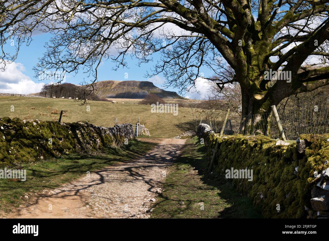 Pen-y-ghent visto dalla Pennine Way, Horton-in-Ribblesdale, Yorkshire Dales National Park, Regno Unito Foto Stock