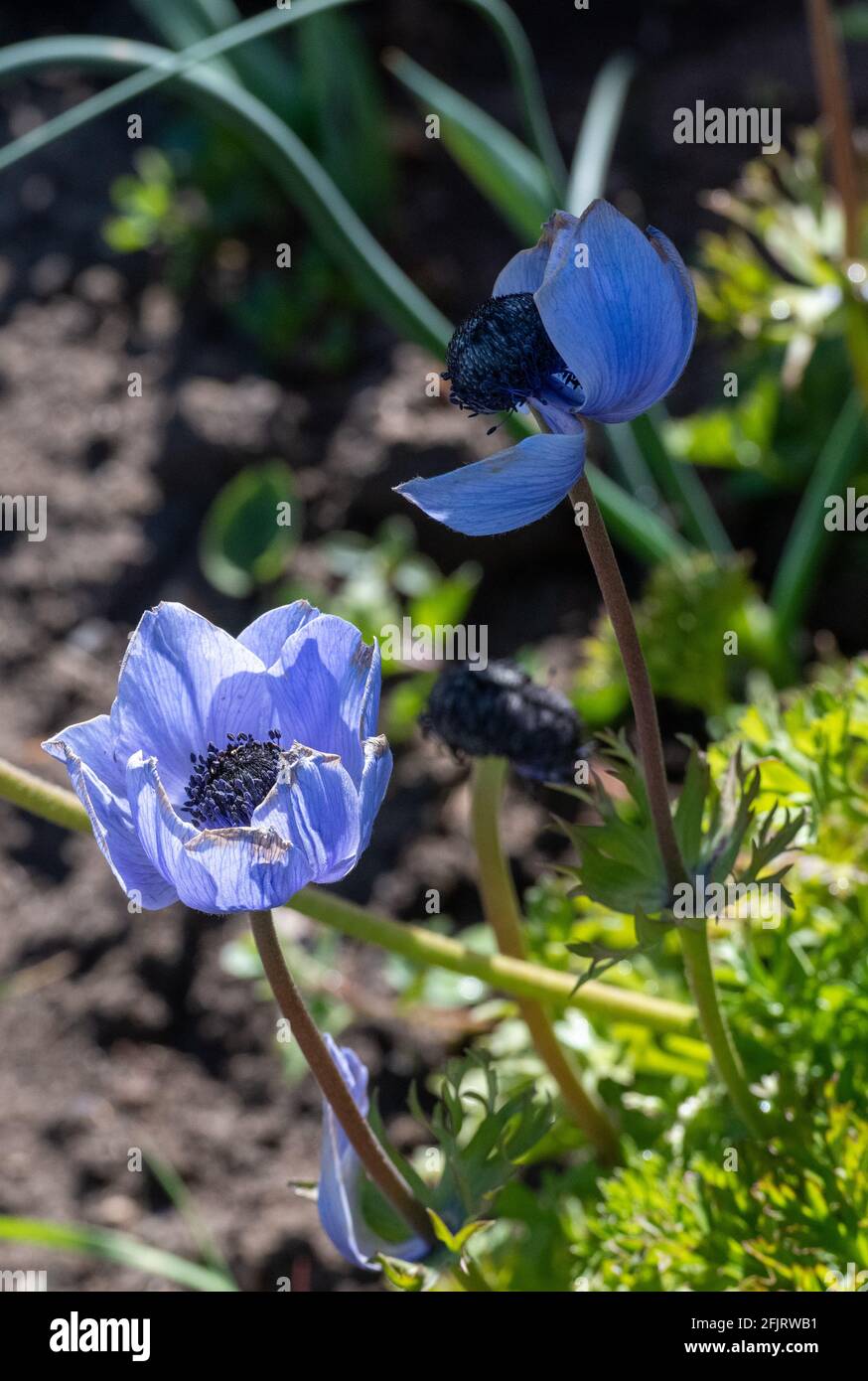 Petali blu porpora di un anemone si aprono alla luce del sole Foto Stock