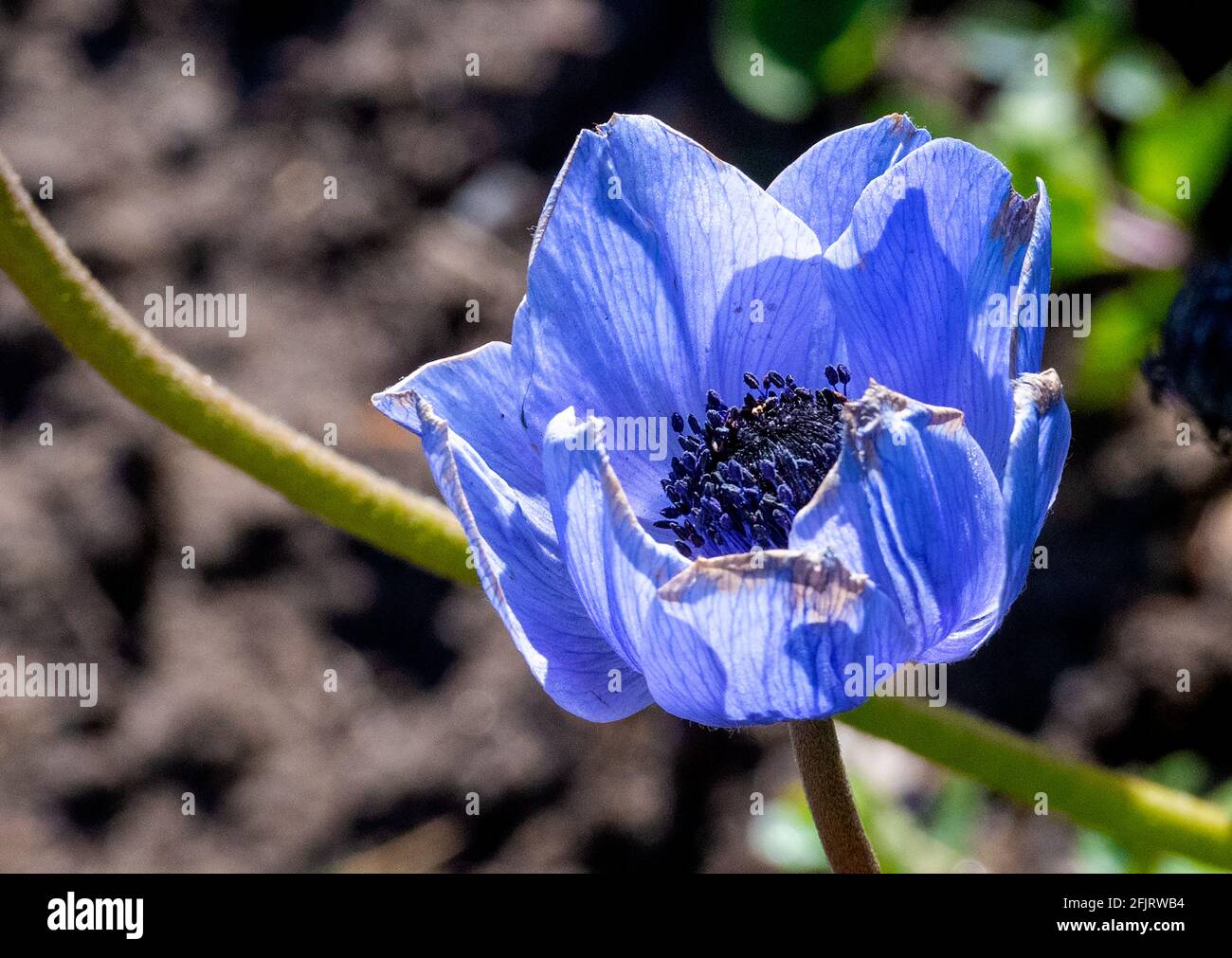Petali blu porpora di un anemone si aprono alla luce del sole Foto Stock