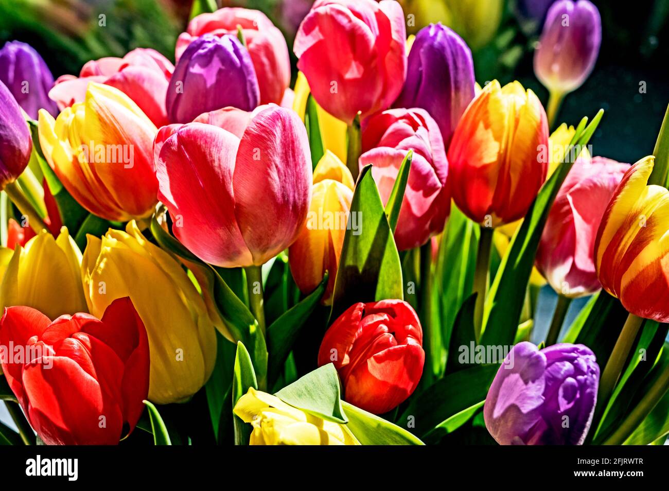 Mazzo colorato di tulipani; coniglietto Tulpenstraß Foto Stock