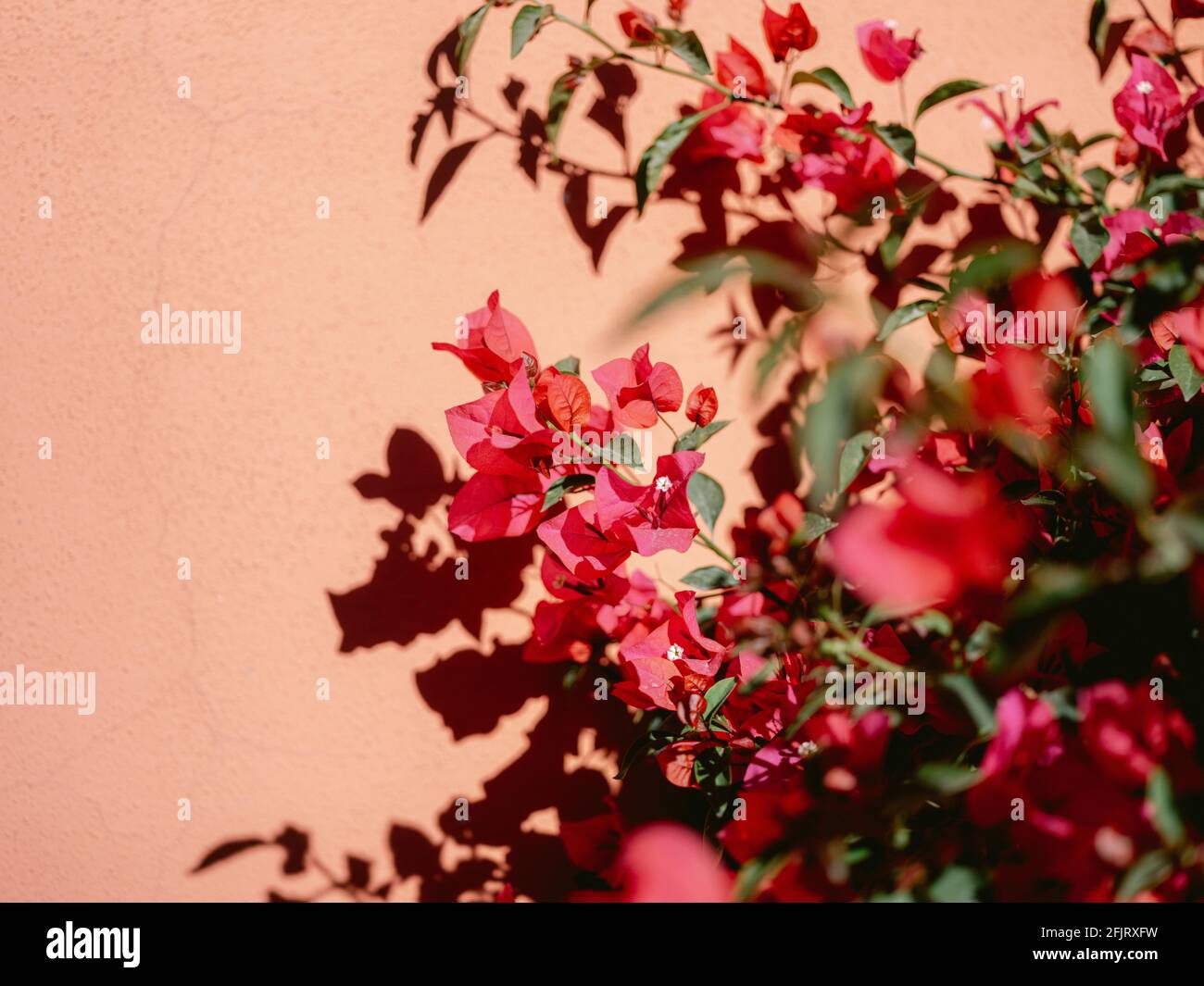 Fiori rosa - colorata fotografia di viaggio a San Miguel de Allende, Messico Foto Stock