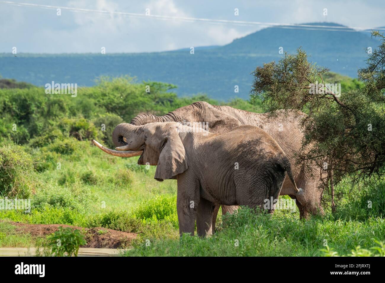 Elefanti africani maschi e femmine (Loxodonta) bere acqua e bagnarsi da un piccolo stagno nel parco nazionale di amboseli, Kenya, nella giornata di sole in luce naturale Foto Stock