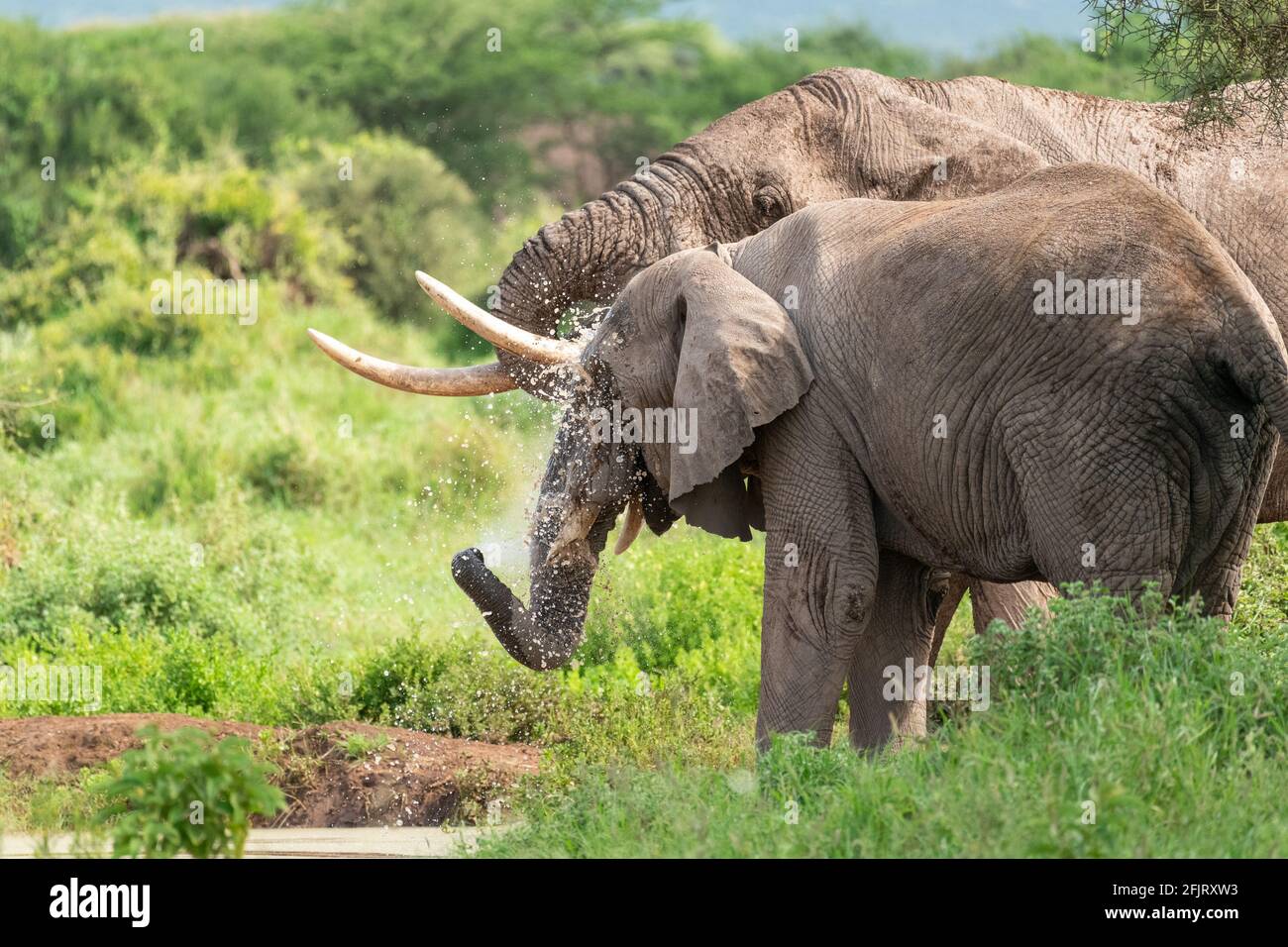 Elefanti africani maschi e femmine (Loxodonta) bere acqua e bagnarsi da un piccolo stagno nel parco nazionale di amboseli, Kenya, nella giornata di sole in luce naturale Foto Stock