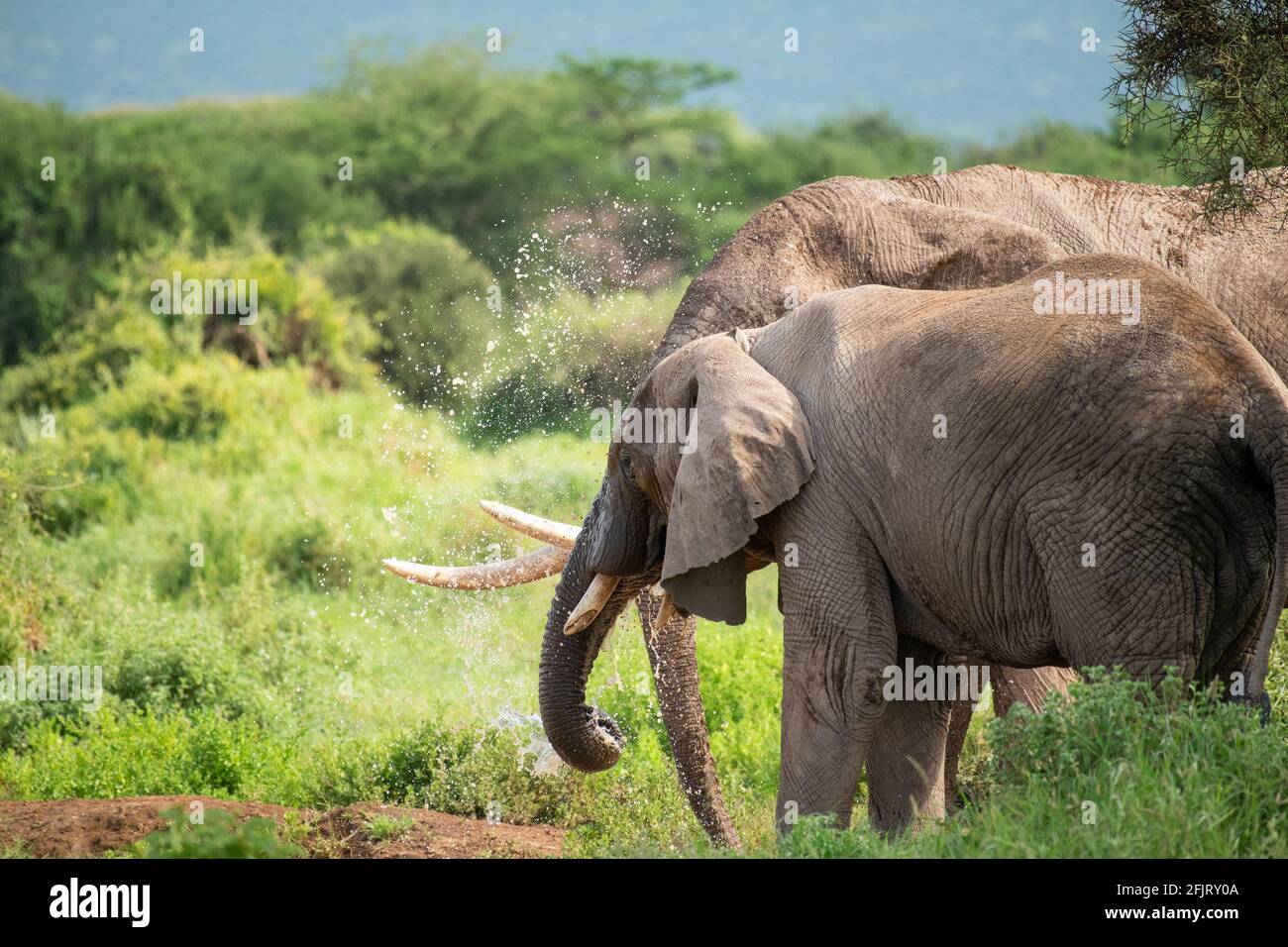 Elefanti africani maschi e femmine (Loxodonta) bere acqua e bagnarsi da un piccolo stagno nel parco nazionale di amboseli, Kenya, nella giornata di sole in luce naturale Foto Stock
