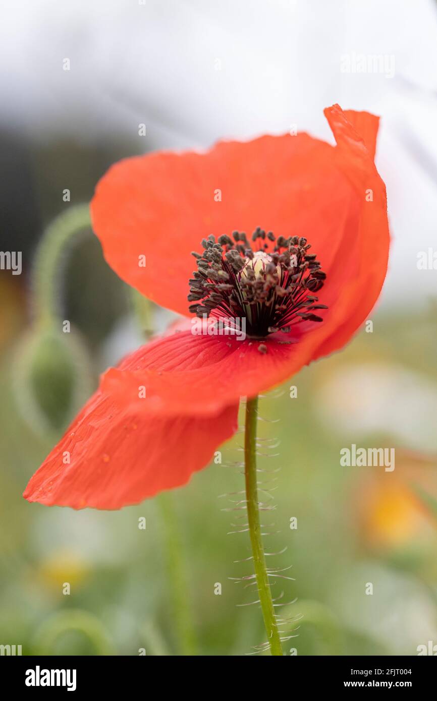 Papavero nel campo con ampi petali aperti. Immagine verticale con dettaglio nei pistilli e gambo del fiore. Concetto di primavera. Foto Stock