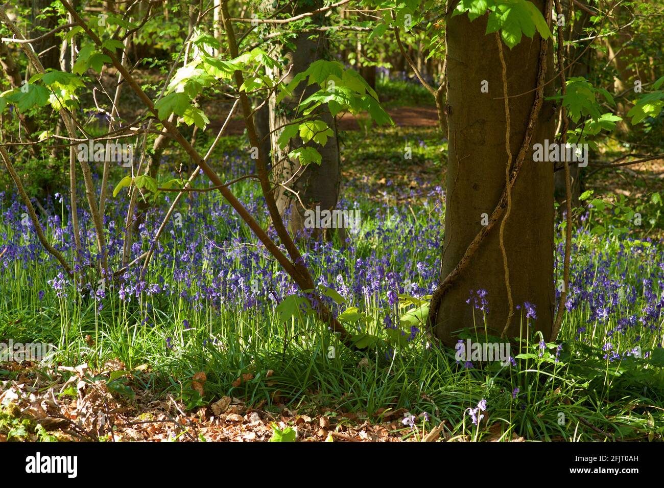 Bluebells nel bosco in inglese Foto Stock