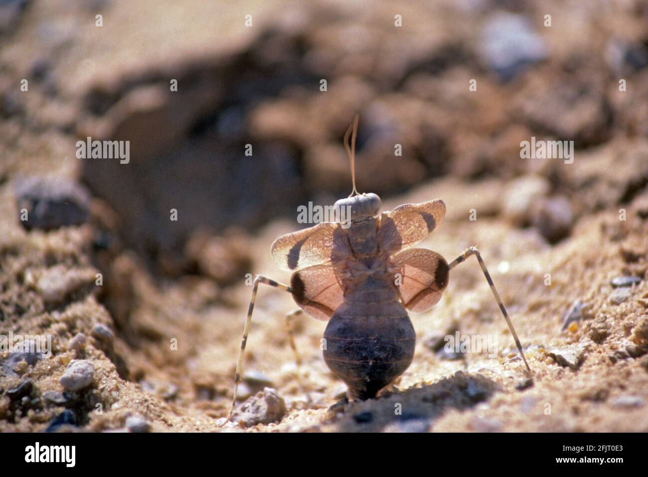 Mantis del deserto (Eremiaphila brunneri) In una esposizione difensiva e minacciosa questo insetto è a. Specie di mantis in preghiera della famiglia Eremiaphilidae Foto Stock