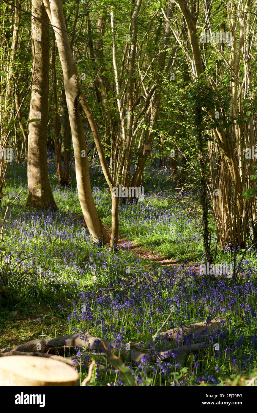 Bluebells nel bosco in inglese Foto Stock