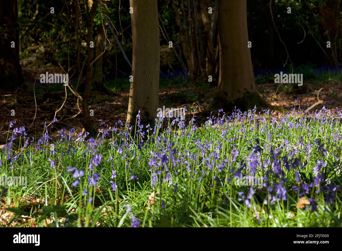 Bluebells nel bosco in inglese Foto Stock