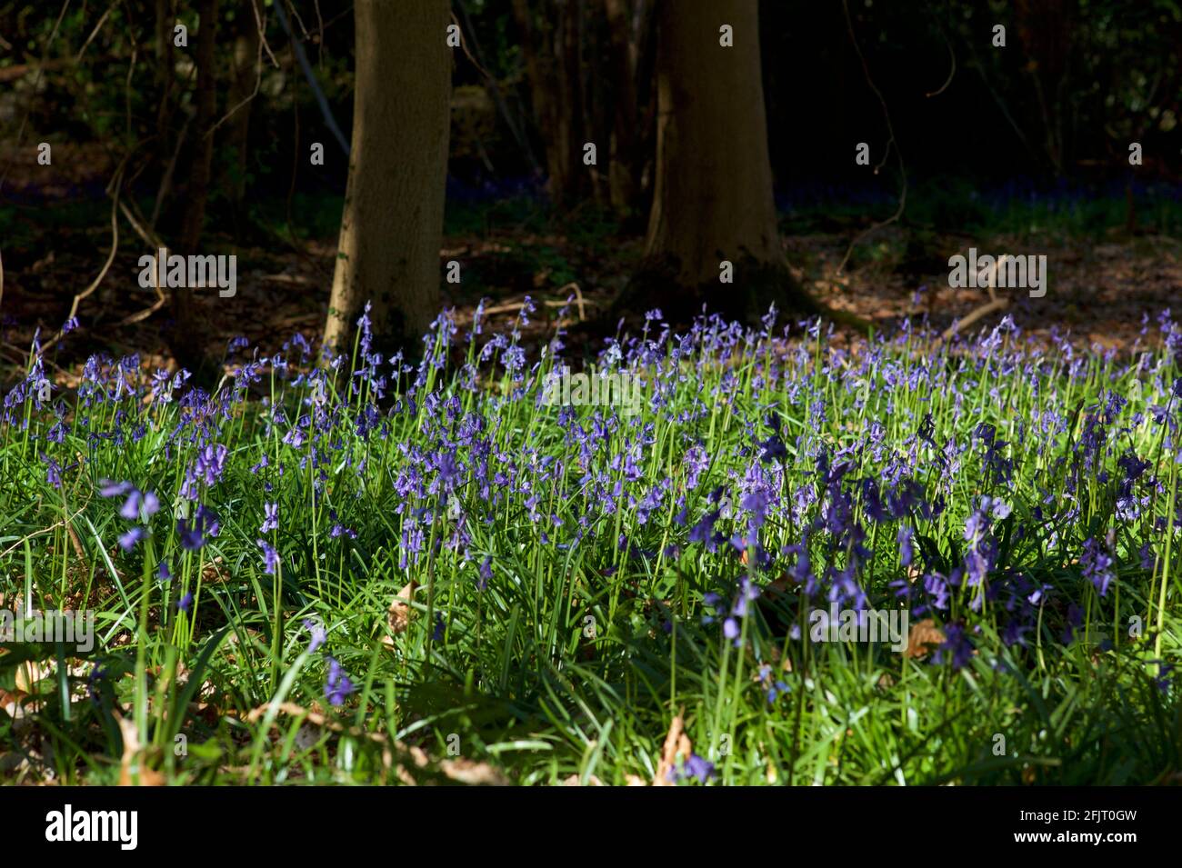 Bluebells nel bosco in inglese Foto Stock