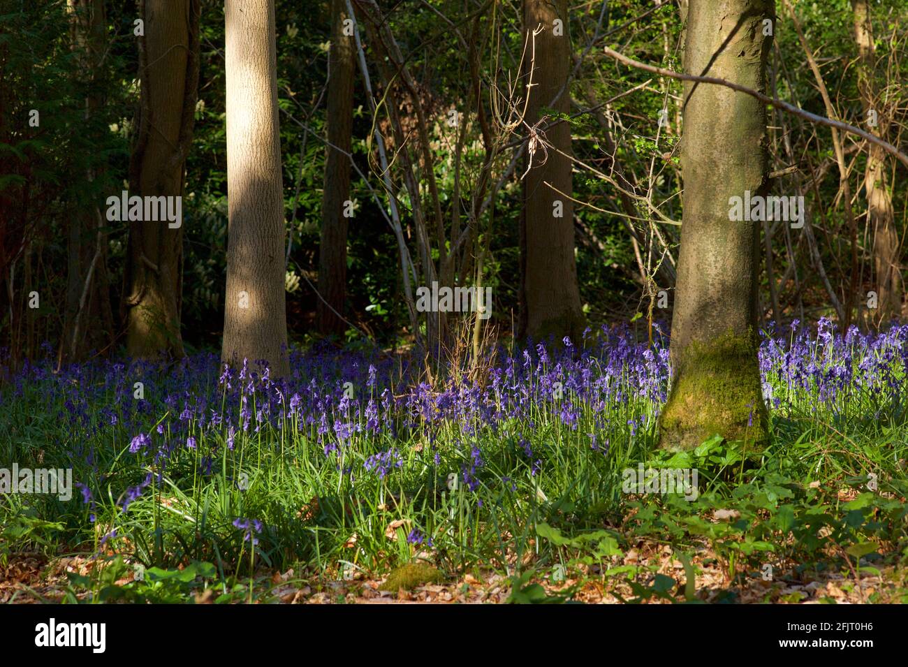 Bluebells nel bosco in inglese Foto Stock