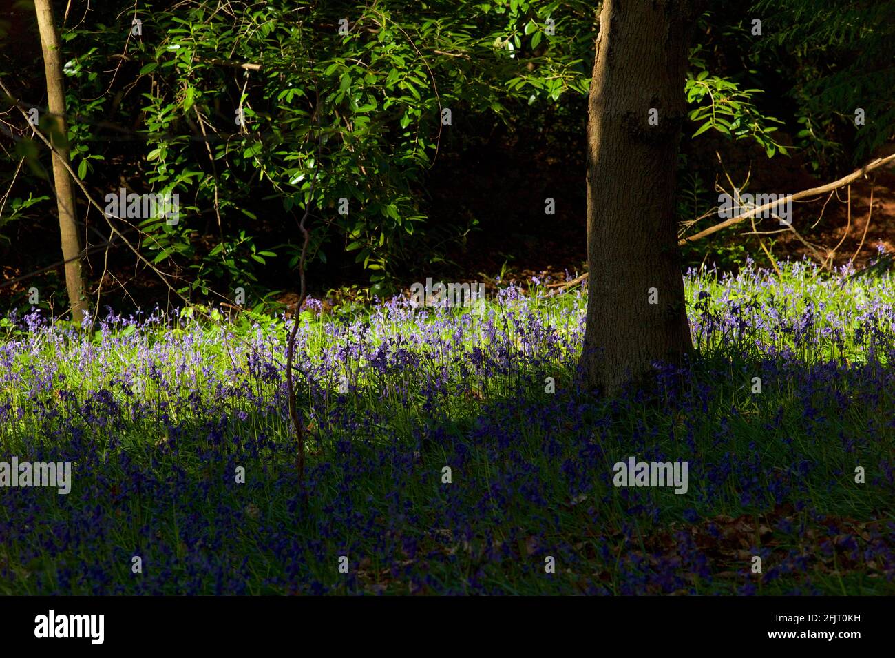 Bluebells nel bosco in inglese Foto Stock