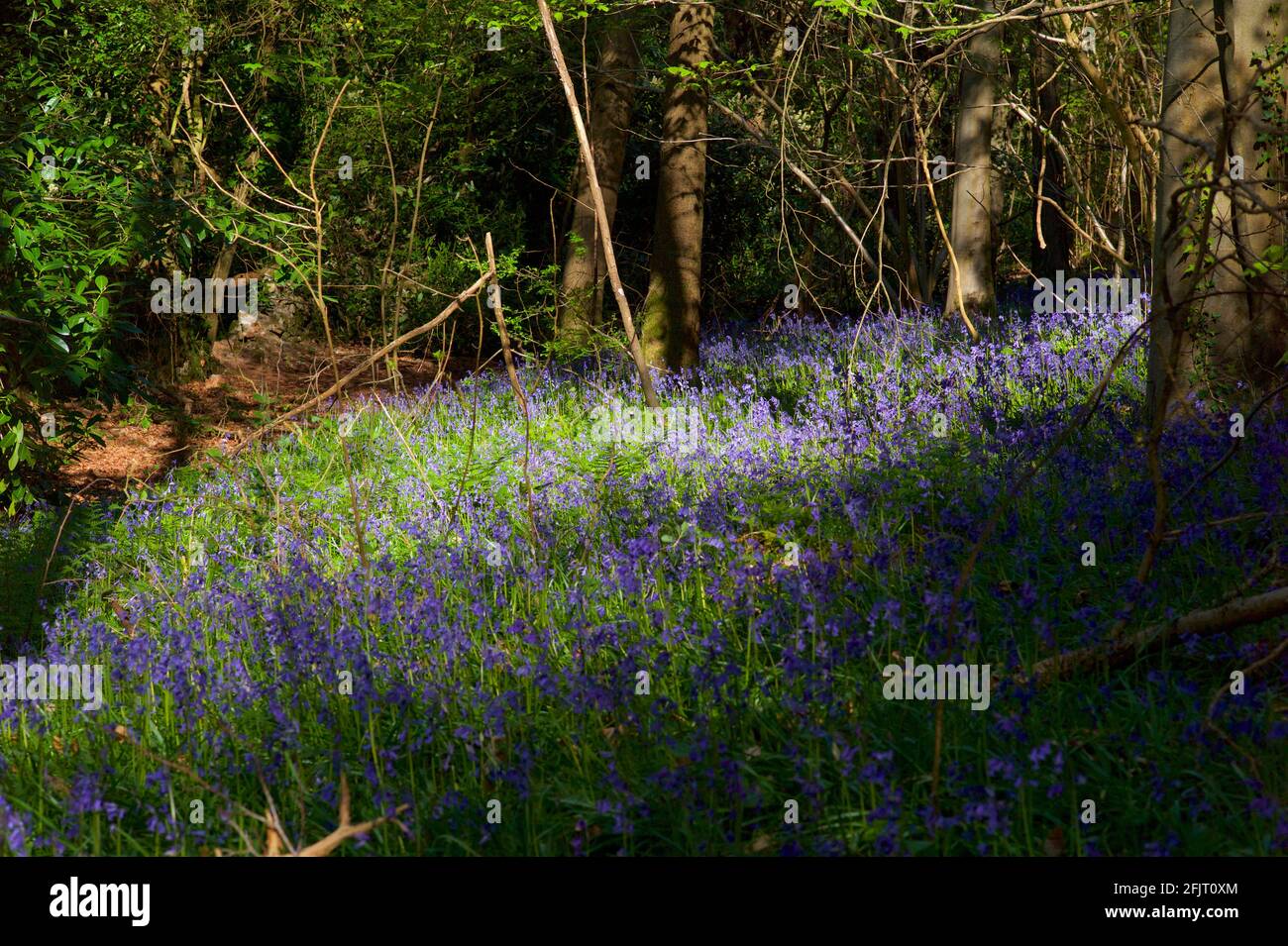 Bluebells nel bosco in inglese Foto Stock