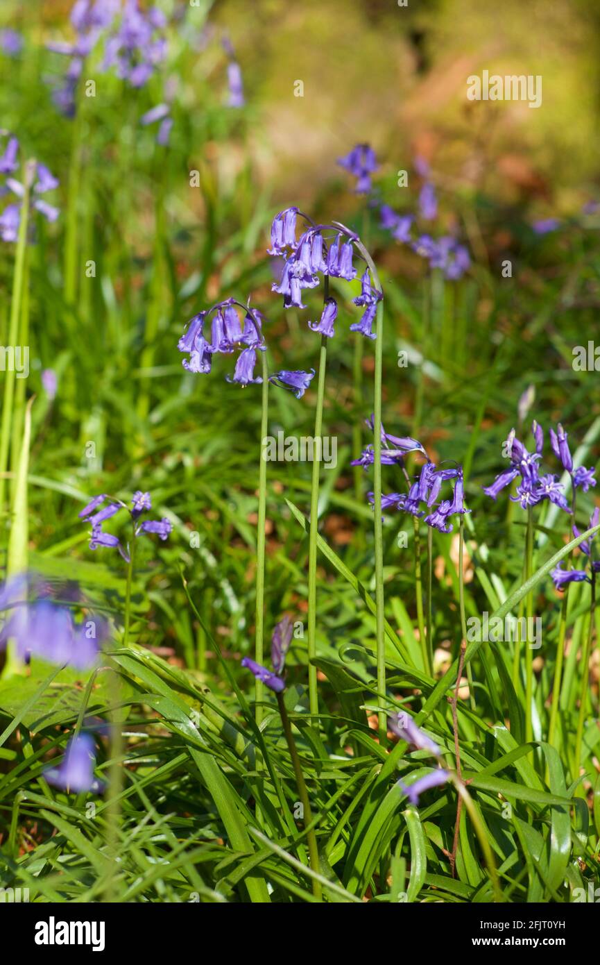 Comune (Bluebell Hyacinthoides non scripta) Foto Stock