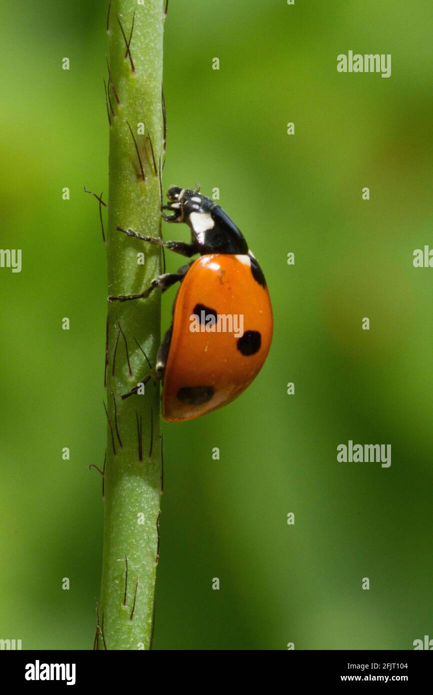 Coccinella septempunctata, sette-spot coccinella sulla wild avena (Avena) fotografato in Israele in primavera Foto Stock