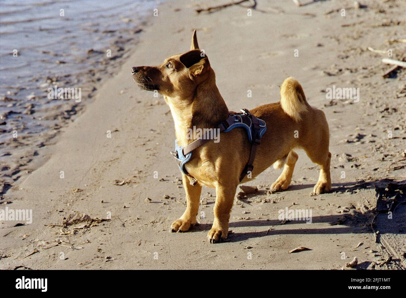 Giovane cane terrier godendo il sole sulla spiaggia del danubio al tramonto. Ripresa su pellicola analogica da 35 mm. Foto Stock