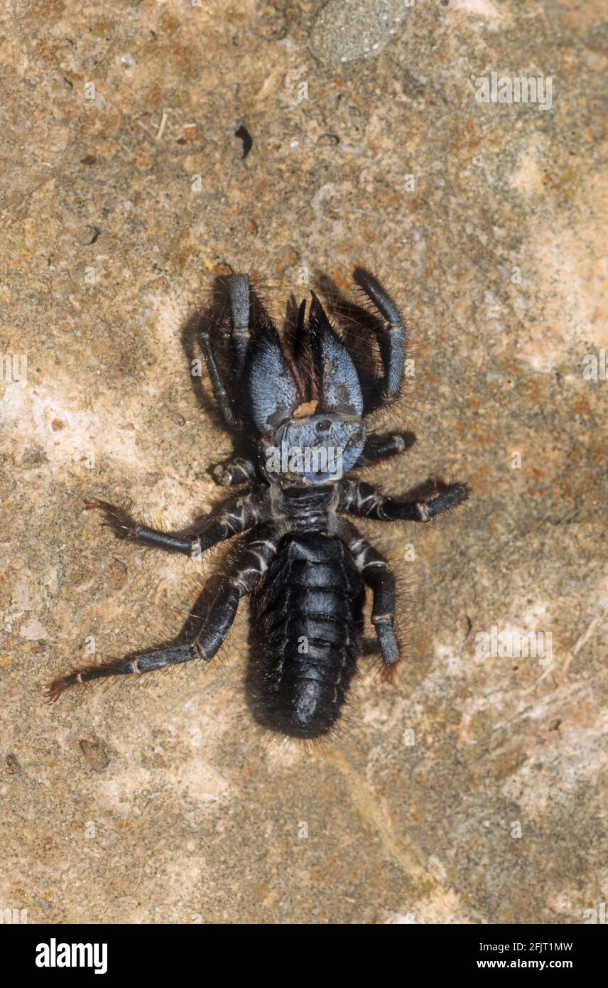 Rhagodidae è una famiglia di solifuges o ragni di sole. Solifugae è un ordine di animali della classe Arachnida noto in modo variamente come ragni cammelli, vento sco Foto Stock