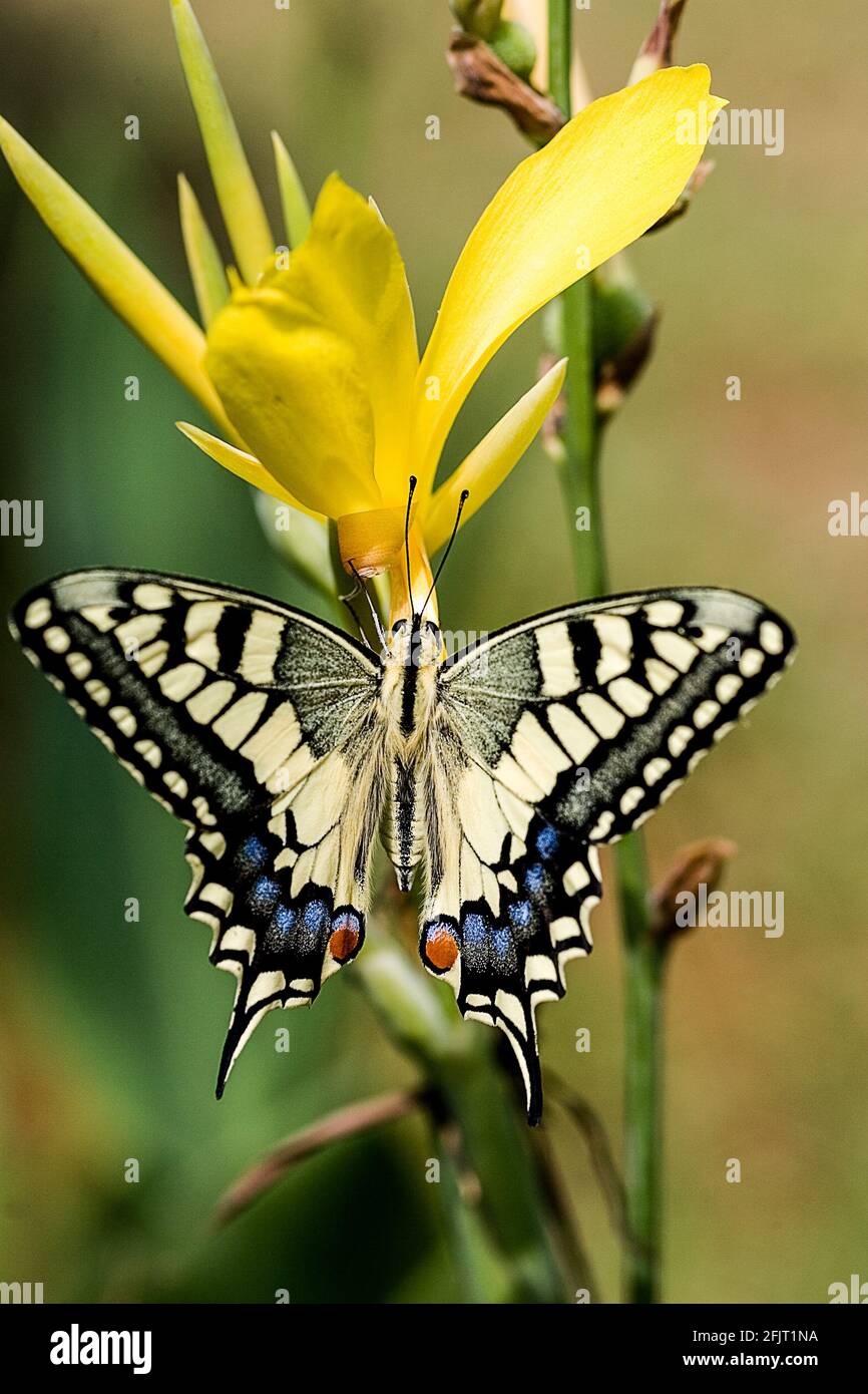 Farfalla della coda di rondine del vecchio mondo (Papilio machaon syriacus) che emerge dal suo bozzolo (centro a sinistra). Fotografato in Israele, nel mese di agosto. Foto Stock