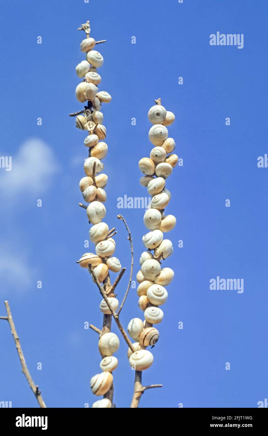 Una grande colonia di lumache da giardino bianche, Theba pisana, Foto Stock