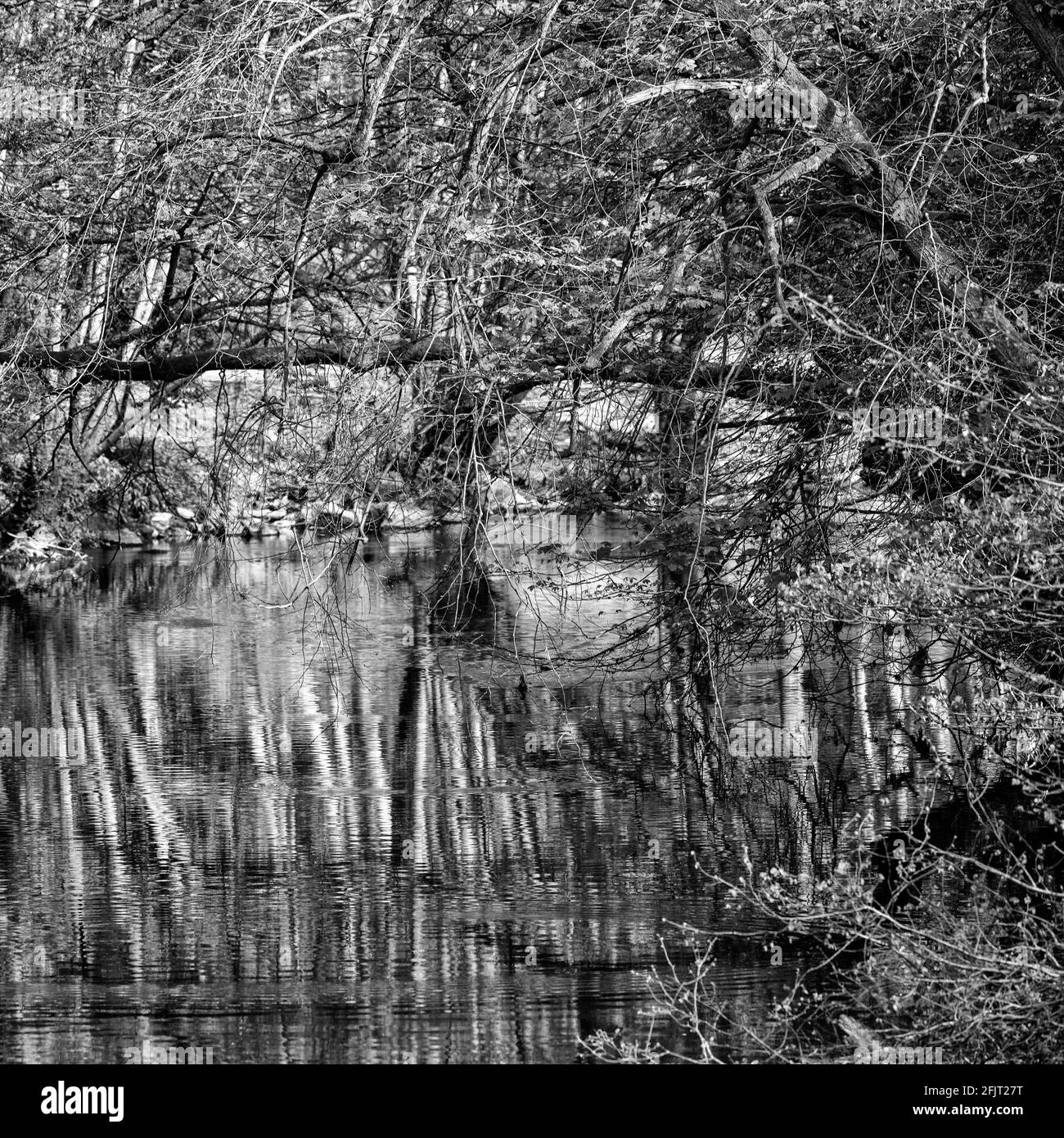 L'illusione di una barriera impenetrabile simile a una giungla nella gola di Nidd, Harrogate, North Yorkshire, Regno Unito Foto Stock L'illusione di una barriera impenetrabile simile a una giungla nella gola di Nidd, Harrogate, North Yorkshire, Regno Unito Foto Stock