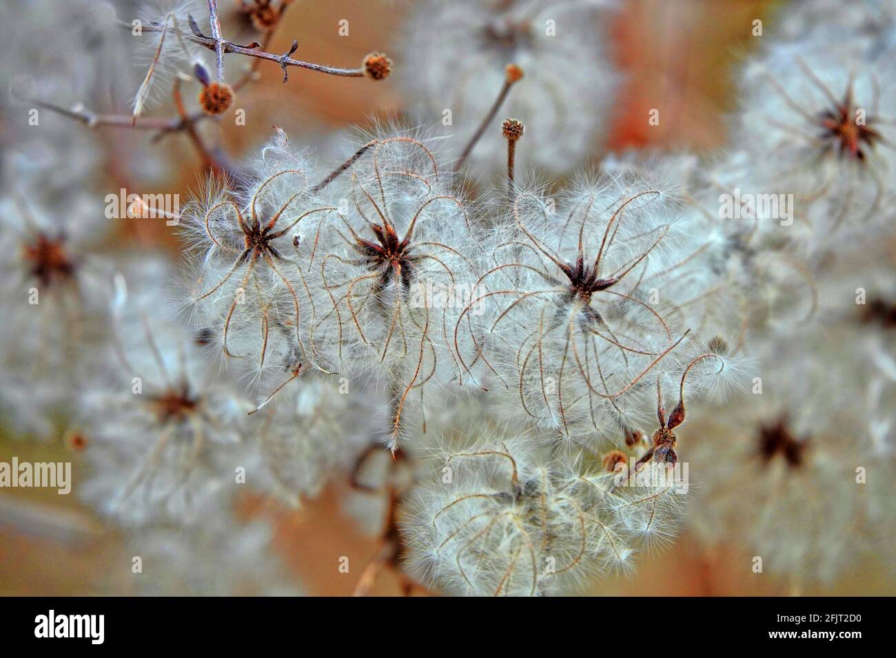 Palline bianche con linee minuscole su un cespuglio dopo la stagione invernale. Foto Stock