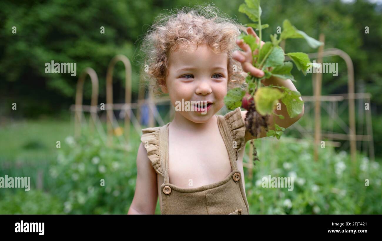 Ritratto di bambina che porta ravanelli in orto, stile di vita sostenibile. Foto Stock