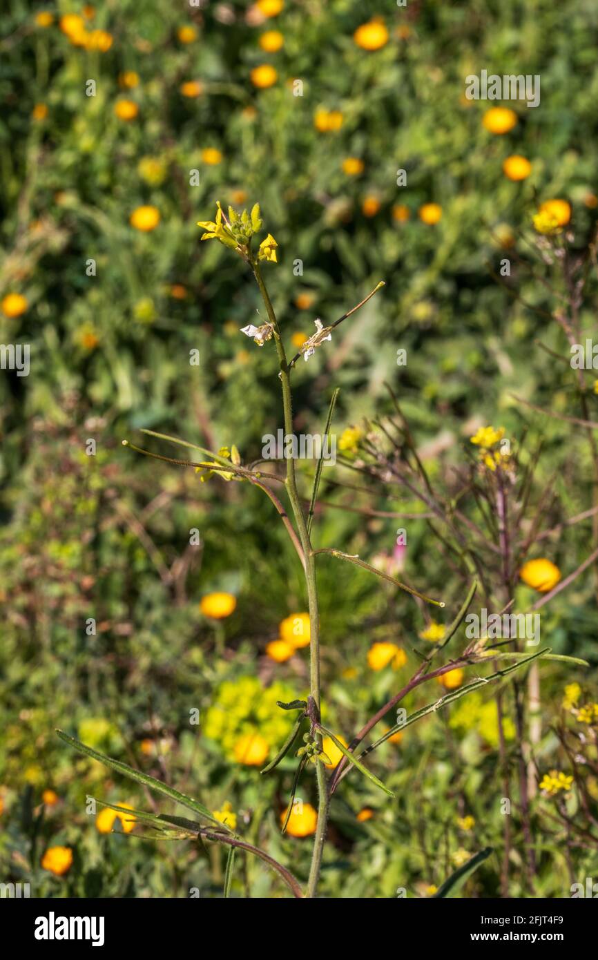 Sisymbrium sp. Pianta di Rocket fiorita gialla selvaggia Foto Stock