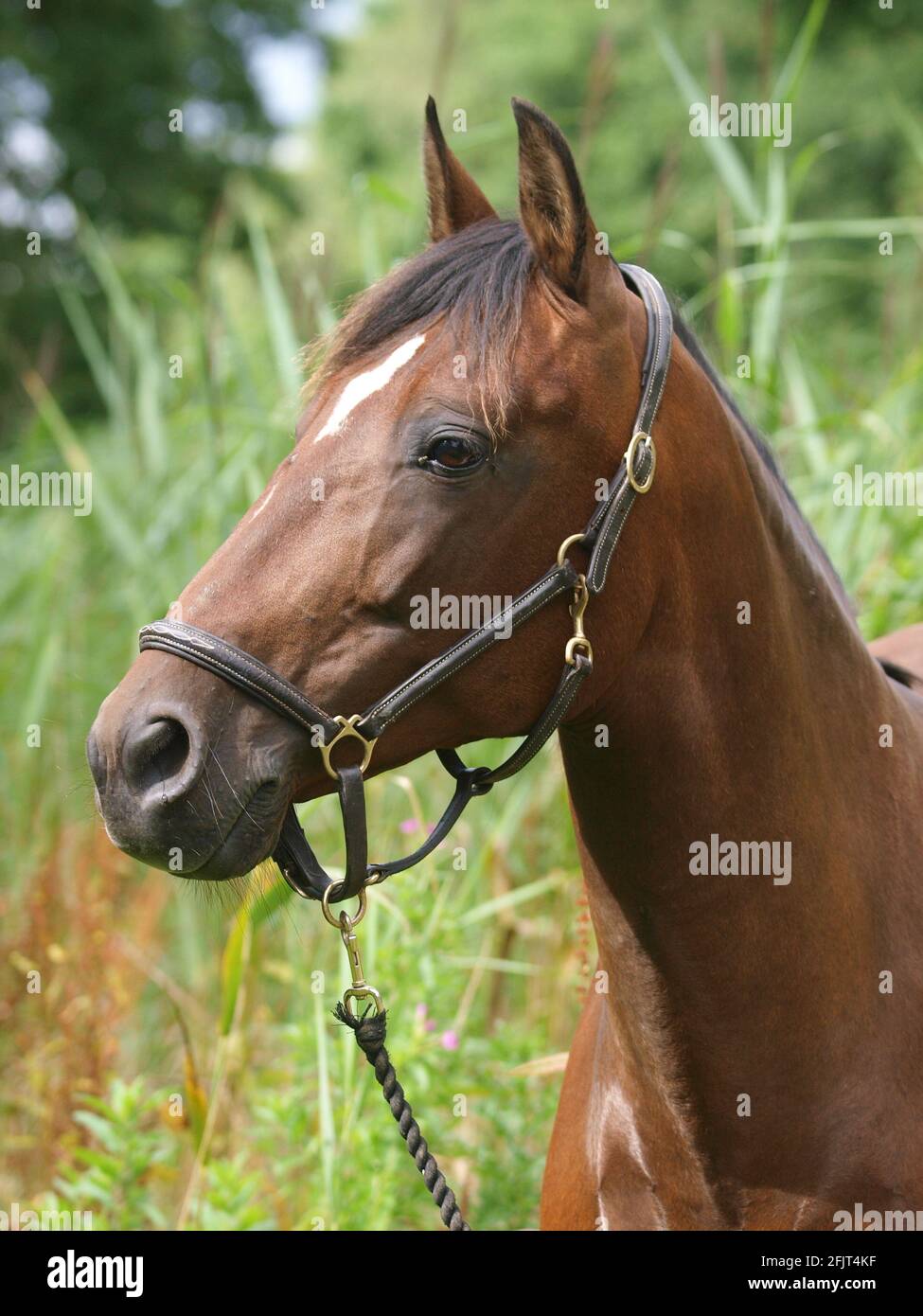 Un colpo di testa di un cavallo della baia in un headcollar. Foto Stock