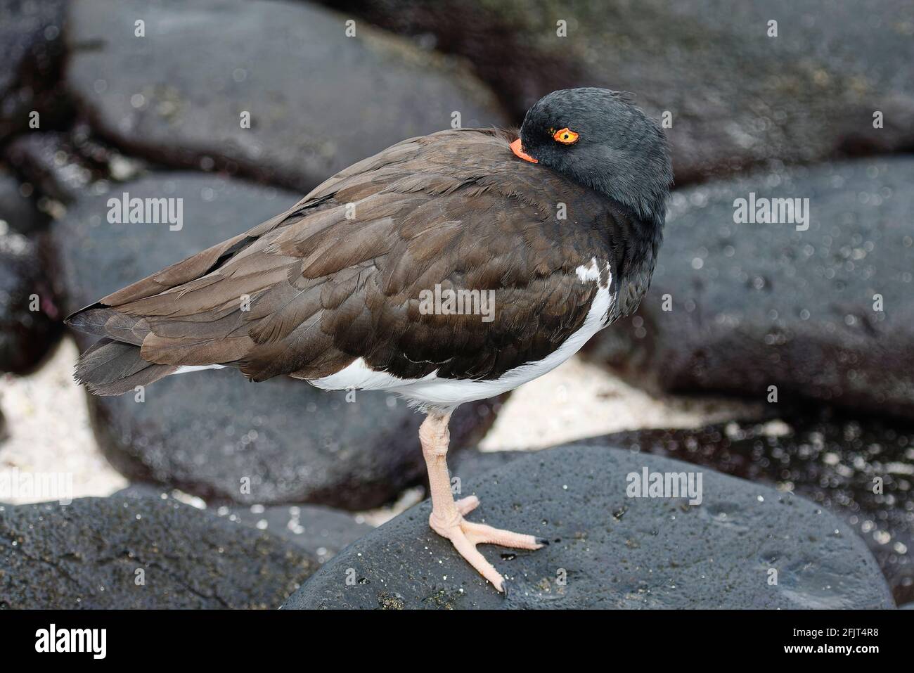 Ostriche americane, in piedi su roccia lavica su 1 gamba, becco sepolto in piume, uccello, fauna selvatica, animale, Haematopus palliatus, America del Sud, Galapago Foto Stock