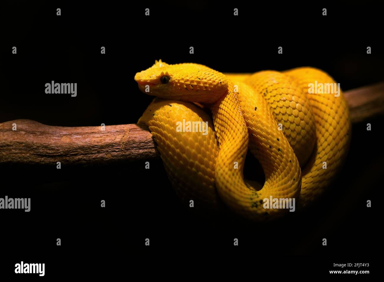 Palmo di palma eyelash Viper. Serpente veleno dal Costa Rica. Palma gialla di Eyelash Pitviper, Bothriechis schlegeli, sul ramo di muschio verde, habitat naturale, Panam Foto Stock