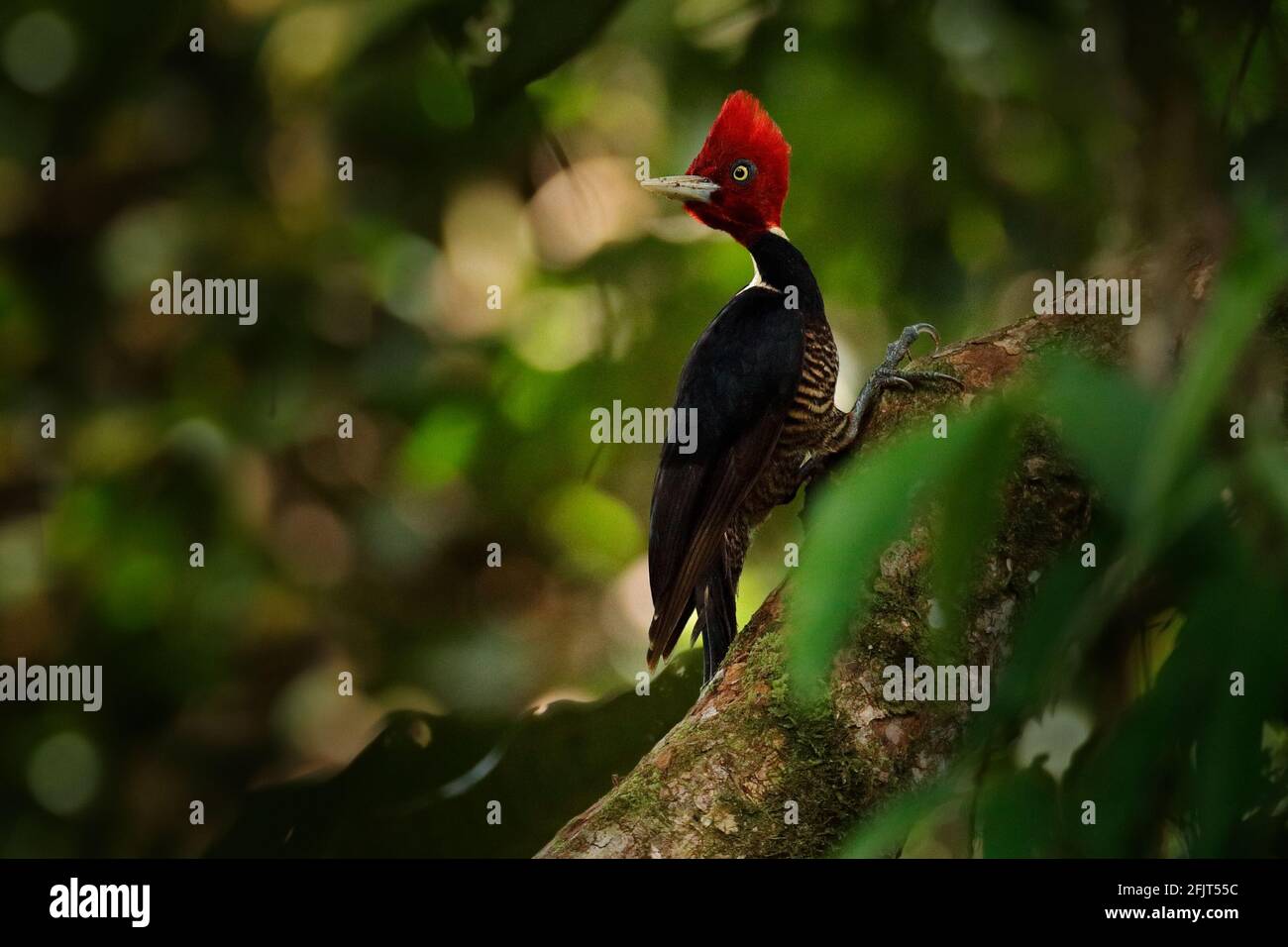 Picchio pallido-fatturato, Campephilus guatemalensis, seduto su ramo con buco di nidificazione, uccello nero e rosso in habitat naturale, Costa Rica. Birdwatching Foto Stock
